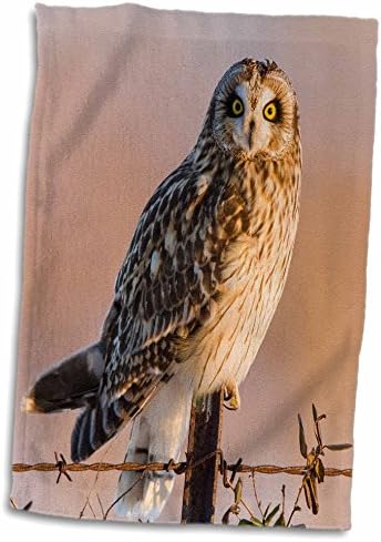 3drose Danita Delimont - Owls - Illinois, EUA - Coruja de orelha curta em uma cerca - toalhas