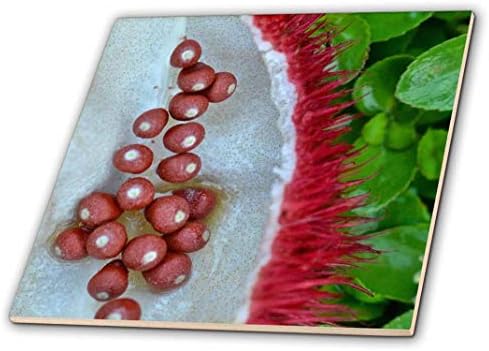 Cápsulas de frutas 3drose e sementes de achiote ou utilidade - azulejo de cerâmica, 4 polegadas