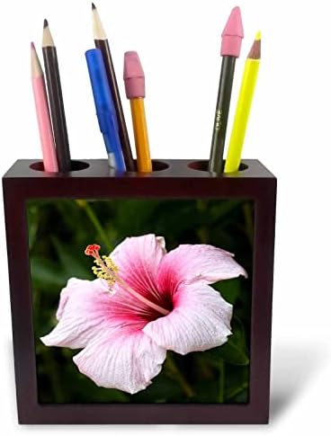 Flor de Hibiscus 3drose, Rarotonga, Ilhas Cook, Pacífico Sul - Titulares de caneta de ladrilhos