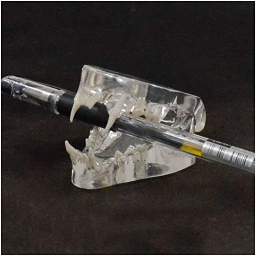 Modelo de dente canino KH66ZKY - Modelo de dentes de gato transparente - Para estudos veterinários, exibição de ensino,