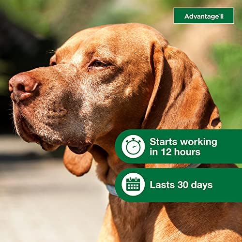 Vantagem II Grande Cão Vet Recomposto ao Tratamento e Prevenção de Flea | Cães 21-55 lbs. | Fornecimento de 4 meses