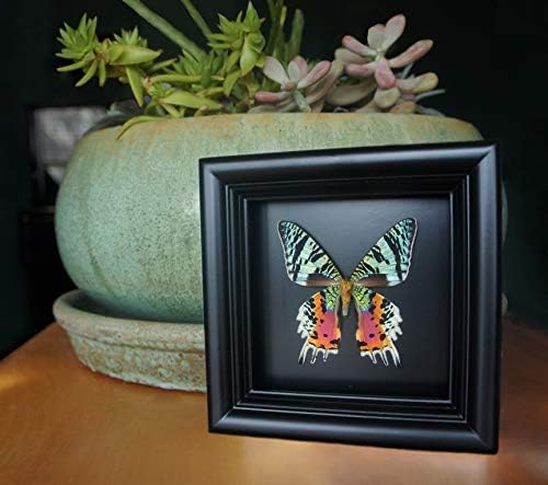 Caixa de sombra de mariposa emoldurada real emoldurada