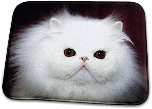 3drose florene gato - closeup de puddycat persa - tapetes de banheiro banheiro