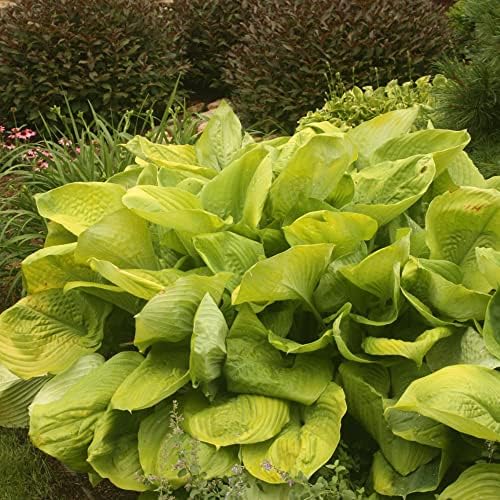 Hosta 'soma e substância' sementes herbáceas perenes de baixa manutenção visto atraem beija -flores de tonalidade de tonalidade 5pcs