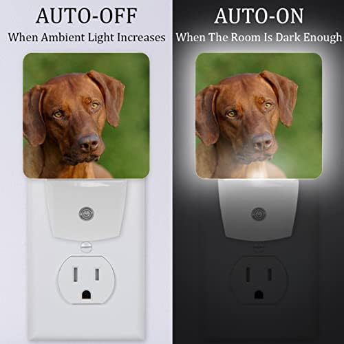 Rodailycay sensor de luz Night Light Rhodesian Ridgeback Dog, 2 pacotes de luzes noturnas se conectam na parede, luz de noite LED branca quente para viveiro, quarto, banheiro, corredor, quarto infantil, escadas