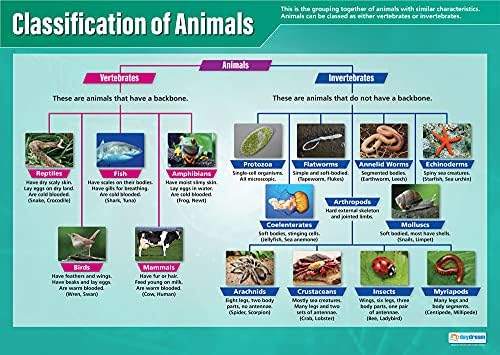 Classificação da educação de devaneio de animais | Pôsteres de ciências | Papel de brilho laminado medindo 33 ”x 23,5” | Gráficos