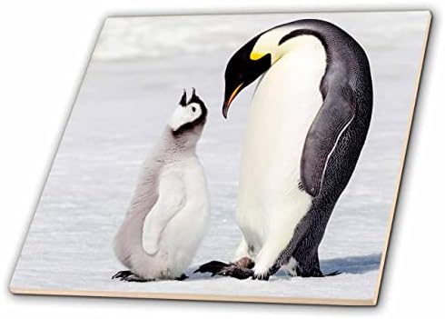 3drose Antártica, Snow Hill. Chick de pinguim por interação dos pais. - Azulejos