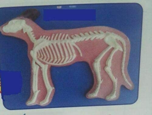 Esqueleto de cachorro para modelo veterinário
