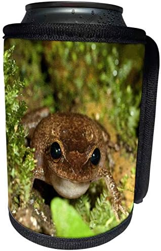 3drose - Danita Delimont - Sapos - Common Coqui Frog, El Yunque NF, Porto Rico -CA27 MPR0000 - Maresa Pryor - LAN RECERMER GRANHA