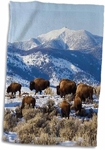 3d Rose Bison Herd-Yellowstone Parque Nacional Toalha, 15 x 22