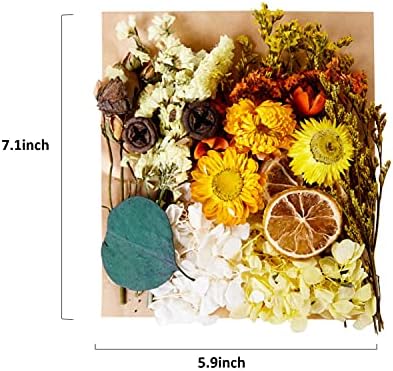 Flores prensas secas de pacote OCDLIVERER 2, folhas prensadas secas para artesanato de arte DIY, flores secas para artesanato, fabricação