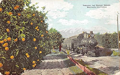 California Train Through the Orange Groves California, EUA 1909