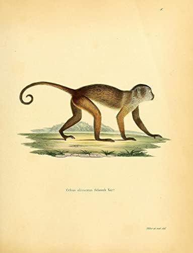 Wedge tapped Weeper Capuchin PriMate Monkey Vintage Wildlife Decor de escritório da sala de aula Zoologia Ilustração Antique Poster de Fine Art Postter - 8x10 - Canvas esticadas
