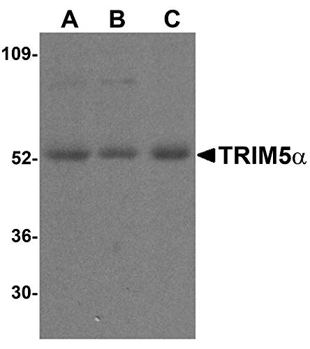 Trim5 anticorpo alfa