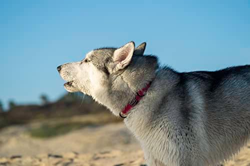 Collar de cachorro premium de Ménage Stellar - colar tático ajustável com forro de neoprene respirável e fivela de metal