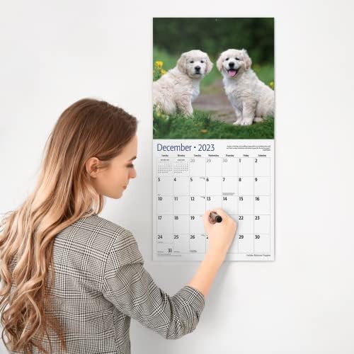 Puppies Red Ember Golden Retriever 2023 Calendário mensal de parede Hangável | 12 x 24 aberto | Papel grosso e resistente