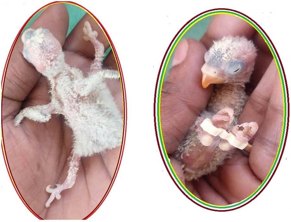 Birds 'Park Spleyd pernas Tratamento de pássaros Tamanho da pulseira: 3,4,5,6, e 7mm-bom para o bebê Bushgerigar, African Lovebird