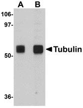 Anticorpo alfa-tubulina
