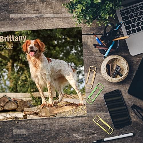 2022 2023 Brittany Spaniel Calendário - Caso de cães Calendário de parede mensal - 12 x 24 Open - Papel sem vergonha - Presente