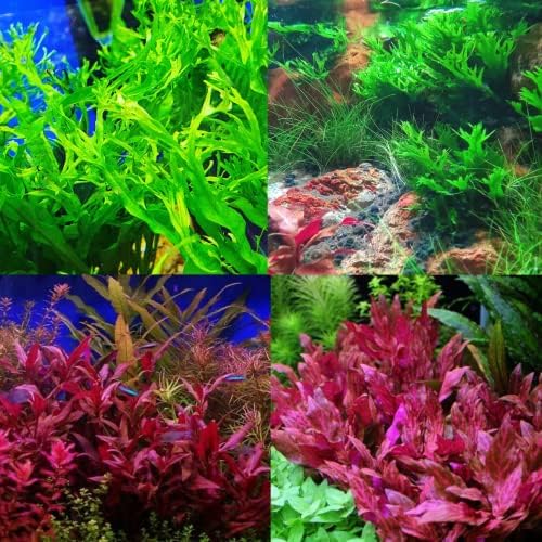 Mainam 2 Diferentes alternantera lilacina java Fern Windelov Tropical água doce Decorações de plantas de aquário vivo 3 dias