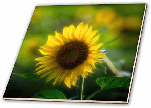 3drose Mike Swindle Photography - Flores - Girassol no sol da tarde - azulejos