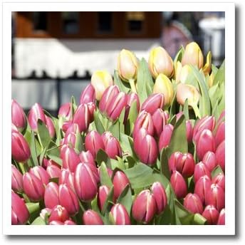 3drose ht_82333_3 Holanda, Amsterdã, Market Tulip Flowers-EU20 Len0168-Lisa S. Engel Brecht-Iron na transferência de calor, 10