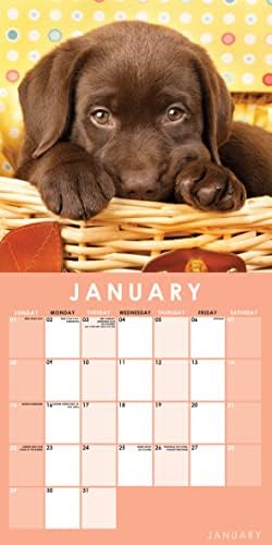 2023 cães fofos cachorros cães quadrados calendário de parede pendurado com fotografia deslumbrante. Planejador diário, semanal e mensal de 12 meses, organizador de filhotes de cachorro